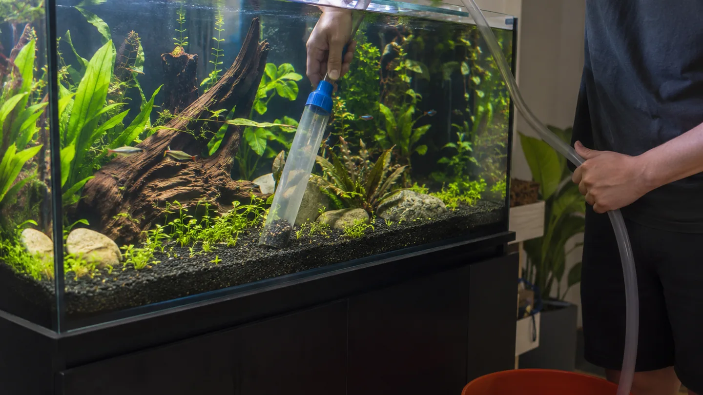 Freshwater aquarium scene for Aquarium running-cost planning