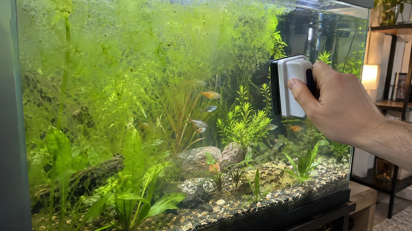 Freshwater aquarium care scene