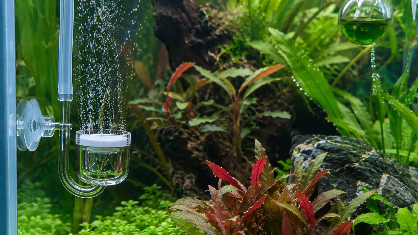 Freshwater aquarium care scene