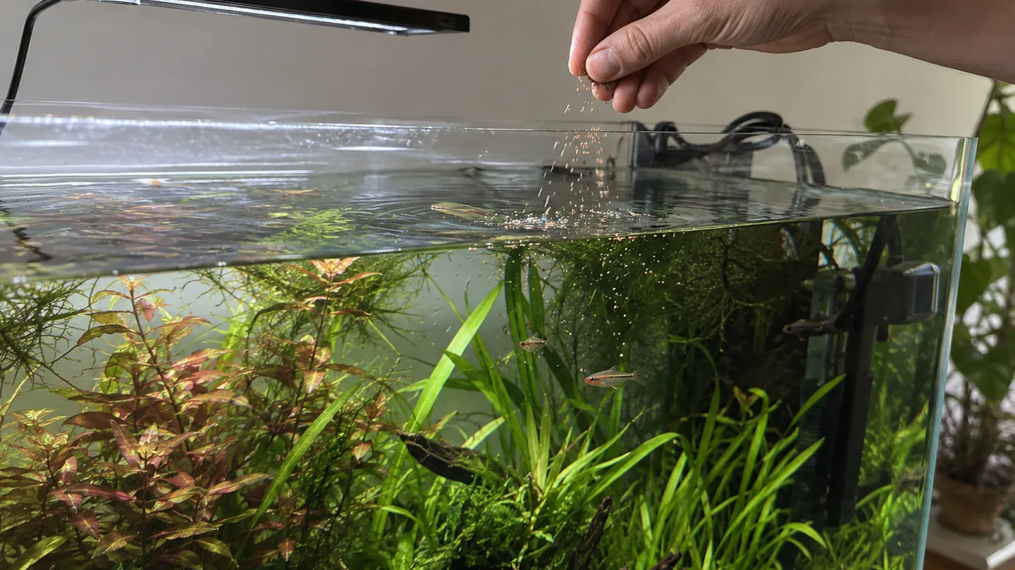 Freshwater aquarium care scene