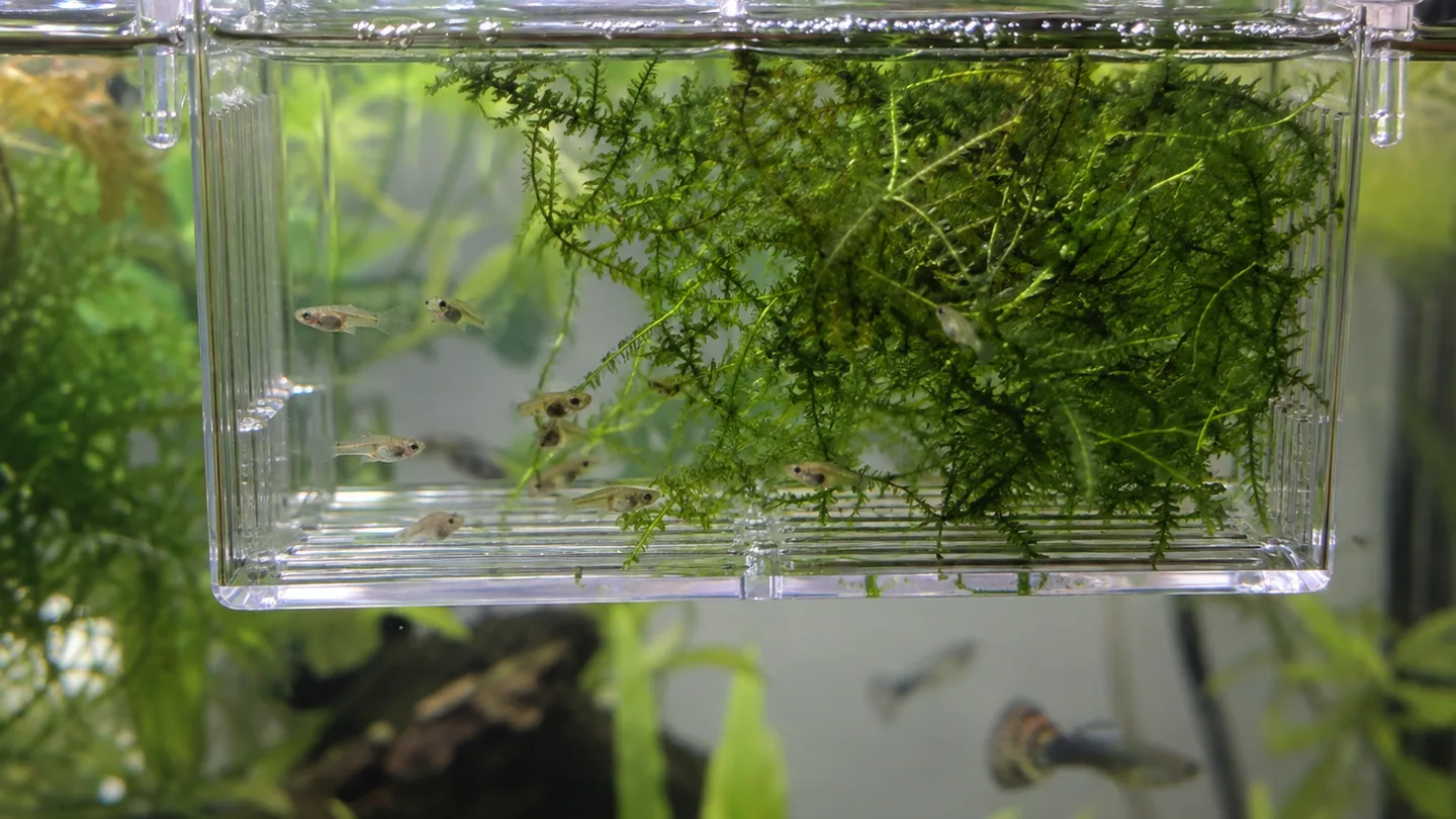 Freshwater aquarium care scene