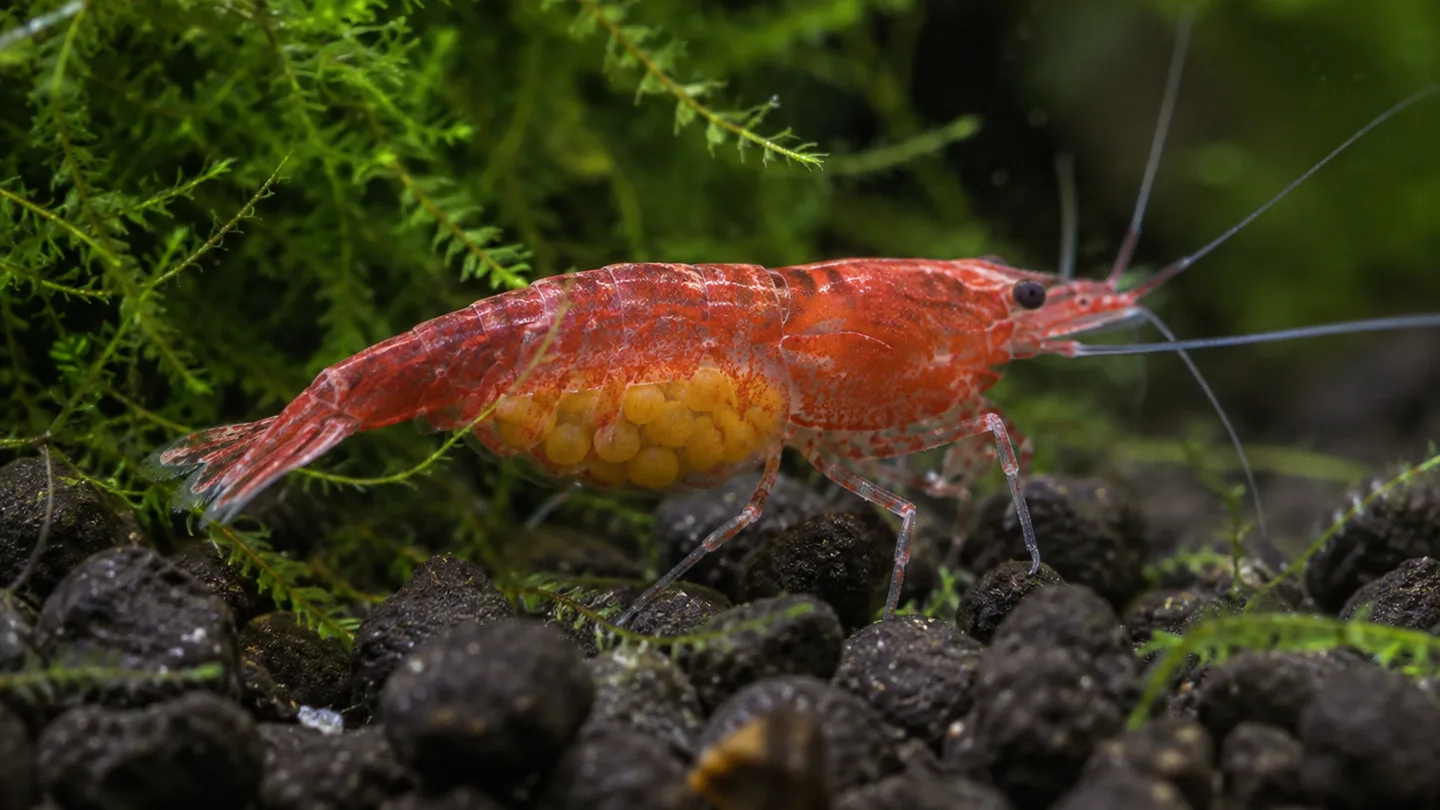 Freshwater aquarium care scene