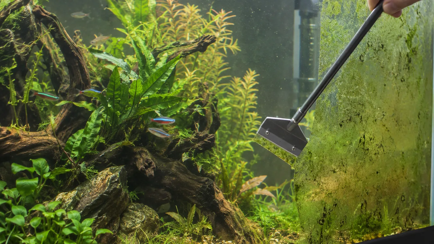 Freshwater aquarium care scene